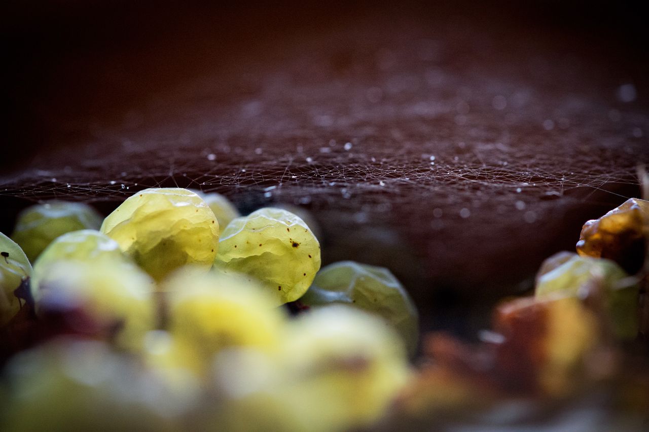 Vignoble Technique Vin de paille VDP-0047